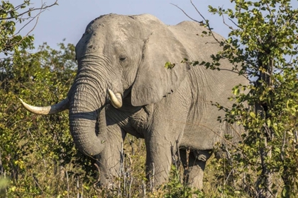 Picture of BOTSWANA, SAVUTE GAME RESERVE ELEPHANT EATING