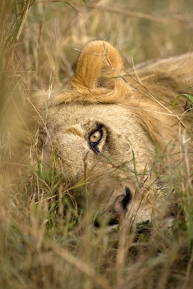 Picture of KENYA, MASAI MARA MALE LION SLEEPING IN GRASS