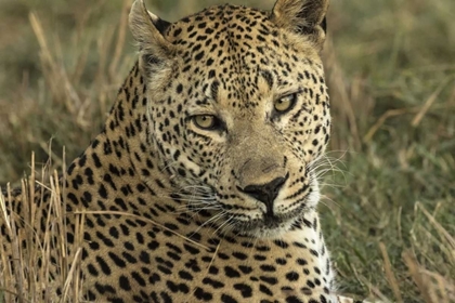 Picture of BOTSWANA, SAVUTE GAME RESERVE RESTING LEOPARD