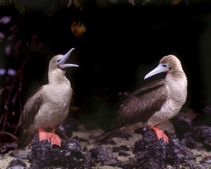 Picture of ECUADOR, GALAPAGOS ISLANDS RED-FOOTED BOOBIES