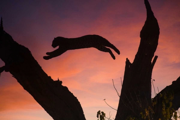 Picture of BOTSWANA, SAVUTI GAME RESERVE LEOPARD LEAPING