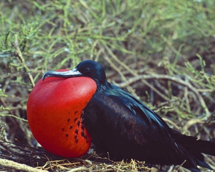 Picture of ECUADOR, GALAPAGOS FRIGATEBIRD WITH RED POUCH