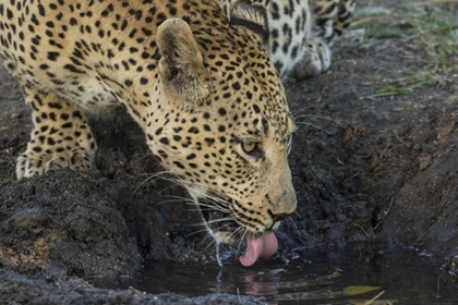 Picture of SOUTH AFRICA, LEOPARD DRINKING FROM A WATERHOLE