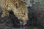 Picture of SOUTH AFRICA, LEOPARD DRINKING FROM A WATERHOLE