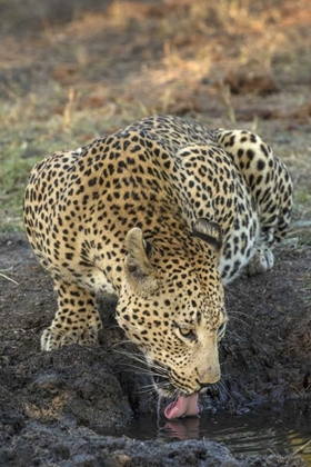 Picture of SOUTH AFRICA, LEOPARD DRINKING FROM A WATERHOLE
