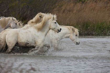 Picture of FRANCE, PROVENCE WHITE CAMARGUE HORSES RUNNING