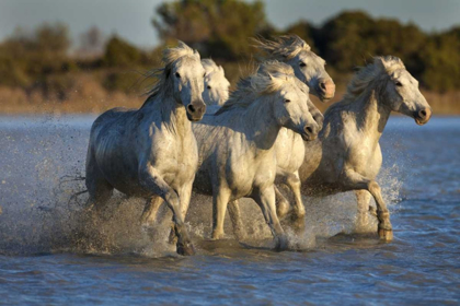 Picture of FRANCE, PROVENCE WHITE CAMARGUE HORSES RUNNING