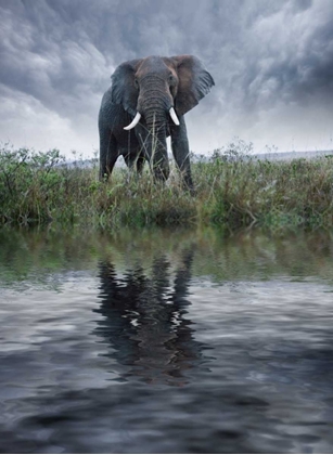 Picture of KENYA, MASAI MARA ELEPHANT REFLECTING IN WATER