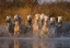 Picture of FRANCE, PROVENCE WHITE CAMARGUE HORSES RUNNING