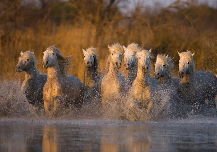 Picture of FRANCE, PROVENCE WHITE CAMARGUE HORSES RUNNING