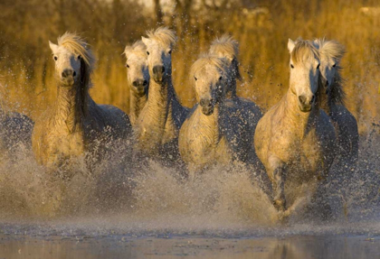Picture of FRANCE, PROVENCE WHITE CAMARGUE HORSES RUNNING