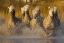 Picture of FRANCE, PROVENCE WHITE CAMARGUE HORSES RUNNING