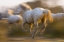 Picture of FRANCE, PROVENCE WHITE CAMARGUE HORSES RUNNING