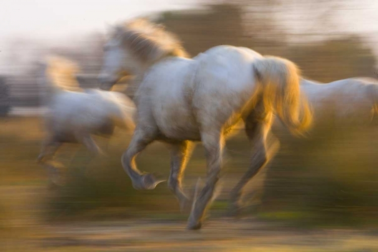 Picture of FRANCE, PROVENCE WHITE CAMARGUE HORSES RUNNING