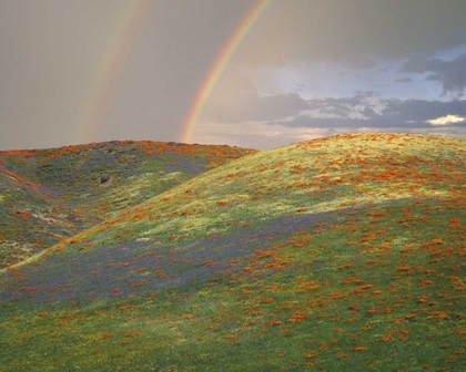 Picture of CA HILLS WITH WILDFLOWERS AND A DOUBLE RAINBOW