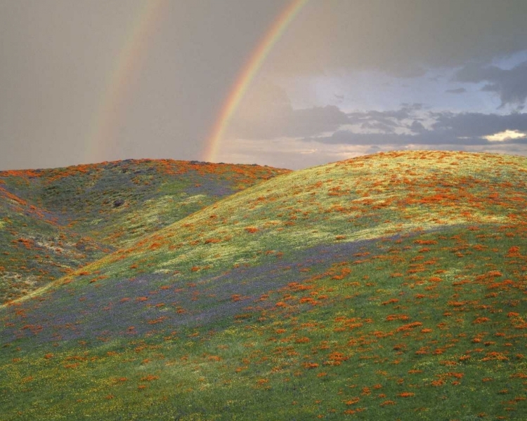 Picture of CA HILLS WITH WILDFLOWERS AND A DOUBLE RAINBOW
