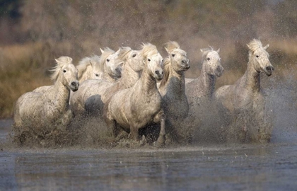 Picture of FRANCE, PROVENCE WHITE CAMARGUE HORSES RUNNING