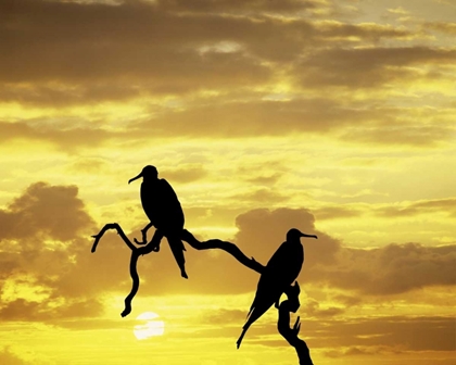 Picture of ECUADOR, GALAPAGOS SILHOUETTE OF FRIGATE BIRDS