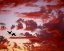 Picture of FL, TAMPA BAY SILHOUETTE OF ROSEATE SPOONBILLS