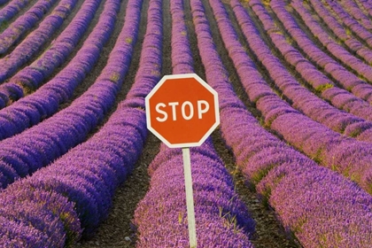 Picture of FRANCE, PROVENCE ROWS OF LAVENDER AND STOP SIGN