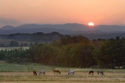Picture of FRANCE, PROVENCE REGION HORSES GRAZE AT SUNRISE