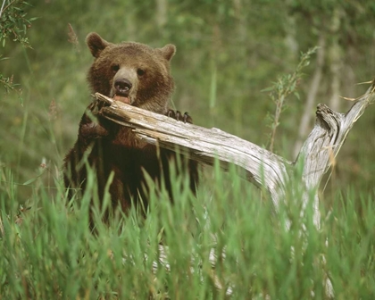 Picture of USA, ALASKA GRIZZLY BEAR LICKS DEAD TREE BRANCH