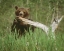 Picture of USA, ALASKA GRIZZLY BEAR LICKS DEAD TREE BRANCH