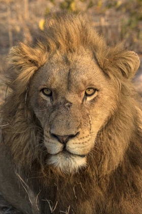 Picture of AFRICA, BOTSWANA, SAVUTI GAME RESERVE MALE LION