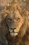 Picture of AFRICA, BOTSWANA, SAVUTI GAME RESERVE MALE LION