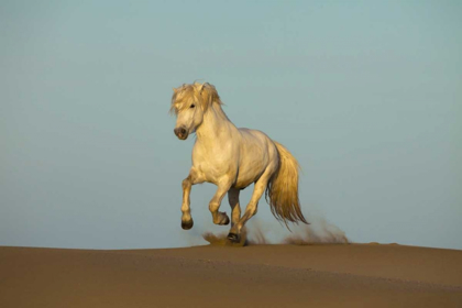 Picture of FRANCE, PROVENCE CAMARGUE HORSE RUNNING IN SAND
