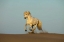 Picture of FRANCE, PROVENCE CAMARGUE HORSE RUNNING IN SAND