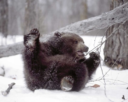 Picture of ALASKA GRIZZLY PLAYS WITH TREE BRANCH IN WINTER