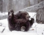 Picture of ALASKA GRIZZLY PLAYS WITH TREE BRANCH IN WINTER