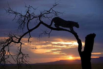 Picture of BOTSWANA, SAVUTI GAME RESERVE LEOPARD ON BRANCH