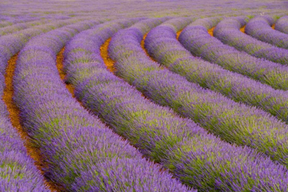 Picture of FRANCE, PROVENCE REGION CURVED ROWS OF LAVENDER