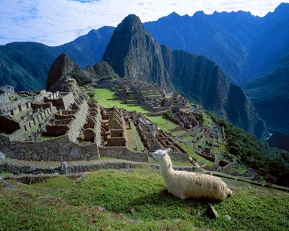 Picture of PERU A LLAMA ON A HILL OVERLOOKING MACHU PICCHU