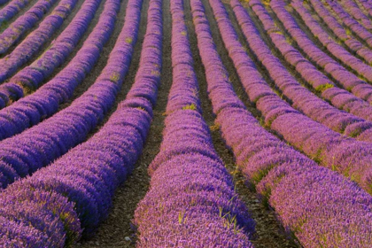 Picture of FRANCE, PROVENCE REGION ORDERLY ROWS OF LAVENDER