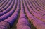 Picture of FRANCE, PROVENCE REGION ORDERLY ROWS OF LAVENDER