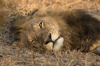 Picture of BOTSWANA, SAVUTE GAME RESERVE SLEEPING MALE LION