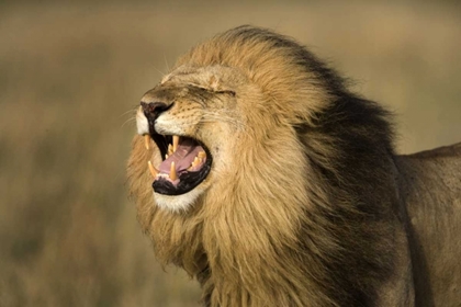 Picture of KENYA, MASAI MARA GAME RESERVE MALE LION ROARING