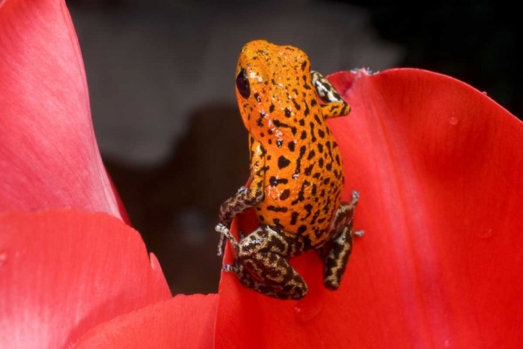 Picture of PANAMA A VARIETY OF POISON DART FROG ON RED LEAF