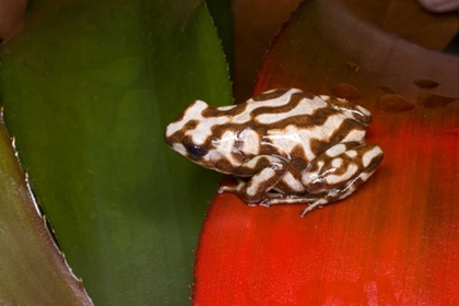 Picture of PANAMA A VARIETY OF POISON DART FROG ON RED LEAF