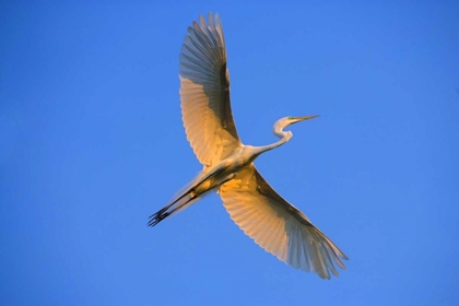 Picture of FL, ST AUGUSTINE GREAT EGRET IN FLIGHT AT SUNSET