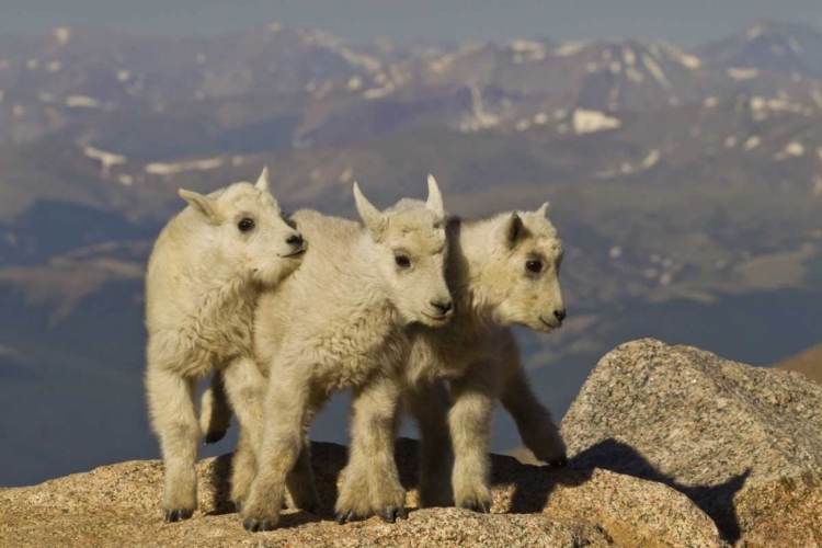 Picture of COLORADO, MOUNT EVANS THREE MOUNTAIN GOAT KIDS