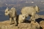 Picture of COLORADO, MOUNT EVANS THREE MOUNTAIN GOAT KIDS