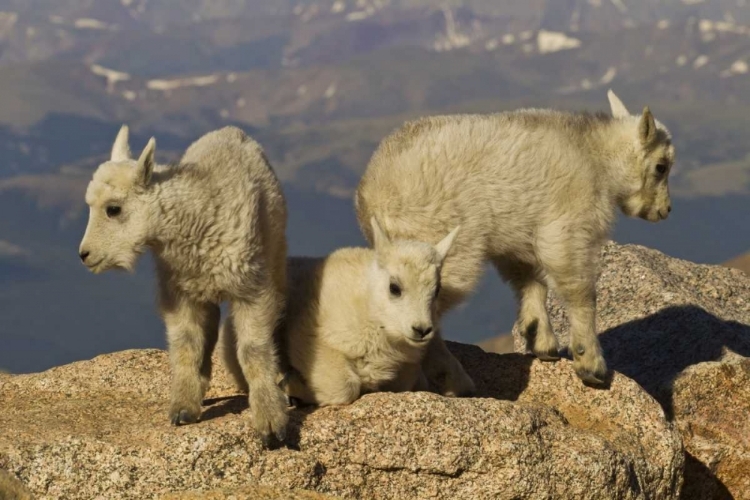 Picture of COLORADO, MOUNT EVANS THREE MOUNTAIN GOAT KIDS