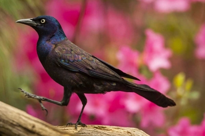 Picture of NORTH CAROLINA, GUILFORD COUNTY COMMON GRACKLE