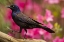 Picture of NORTH CAROLINA, GUILFORD COUNTY COMMON GRACKLE