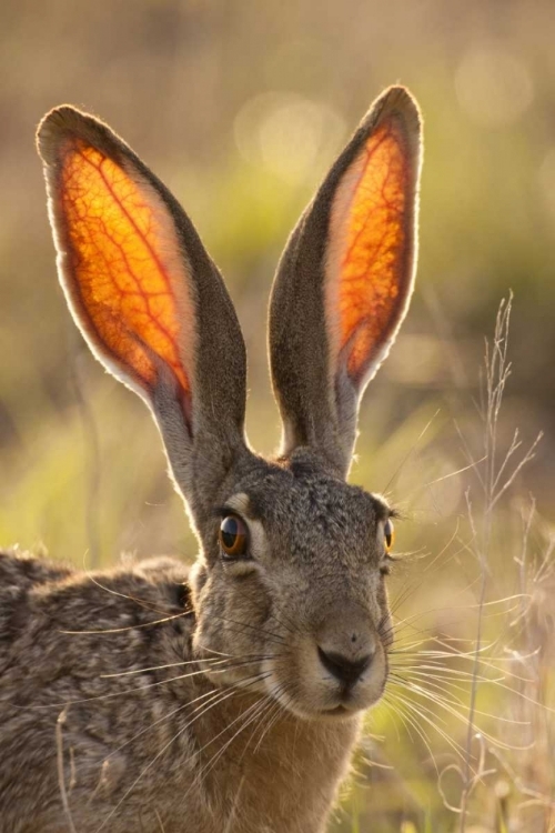 Picture of TEXAS, MAVERICK COUNTY BLACK-TAILED JACKRABBIT