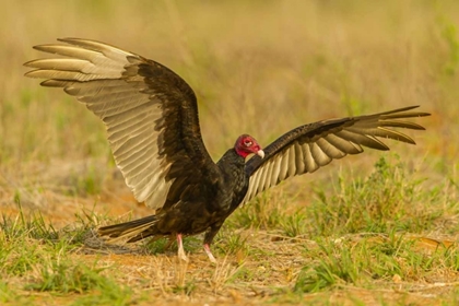 Picture of TEXAS, HIDALGO COUNTY TURKEY VULTURE ON GROUND